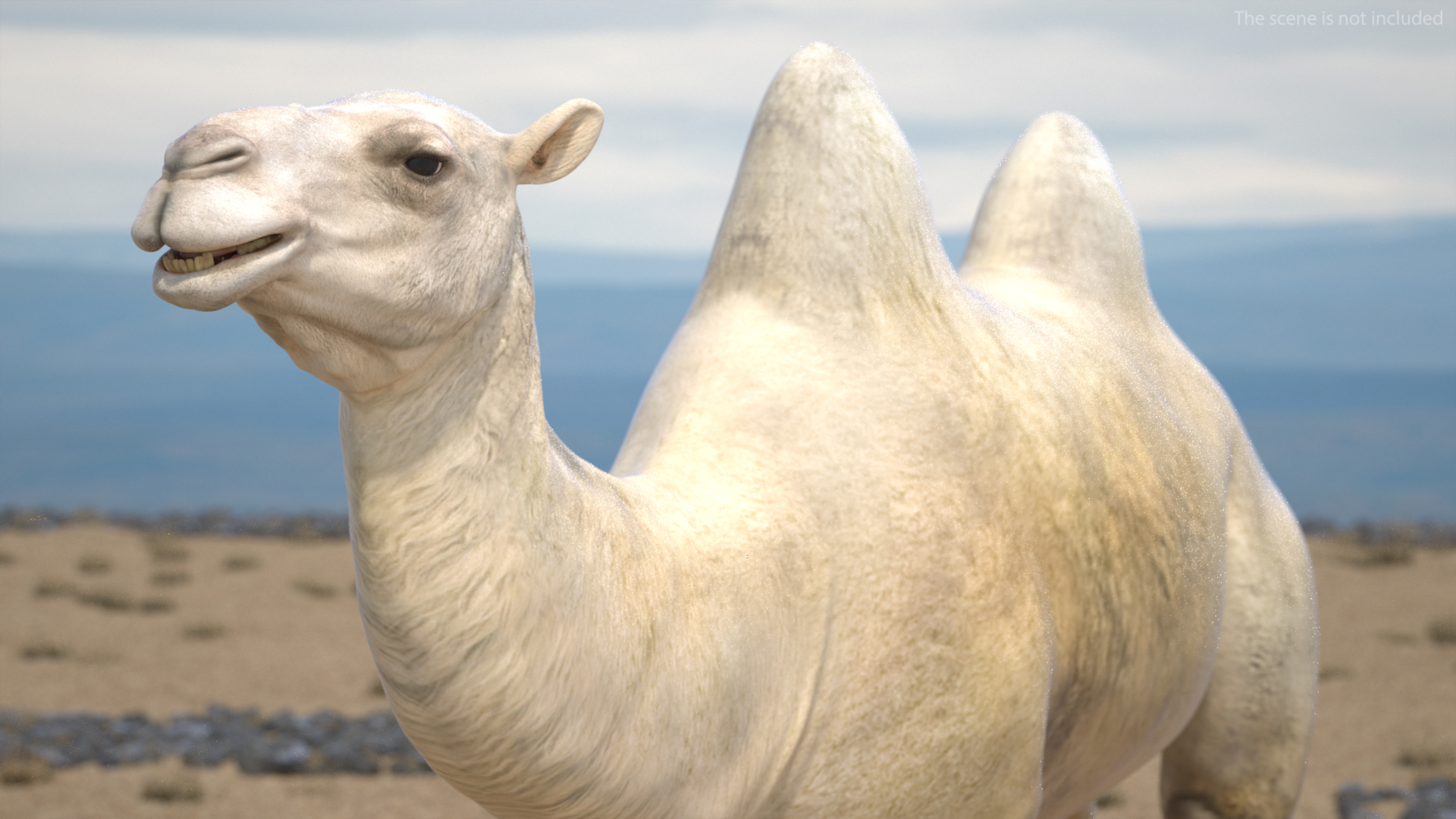 3D Bactrian Camel Light Colored model