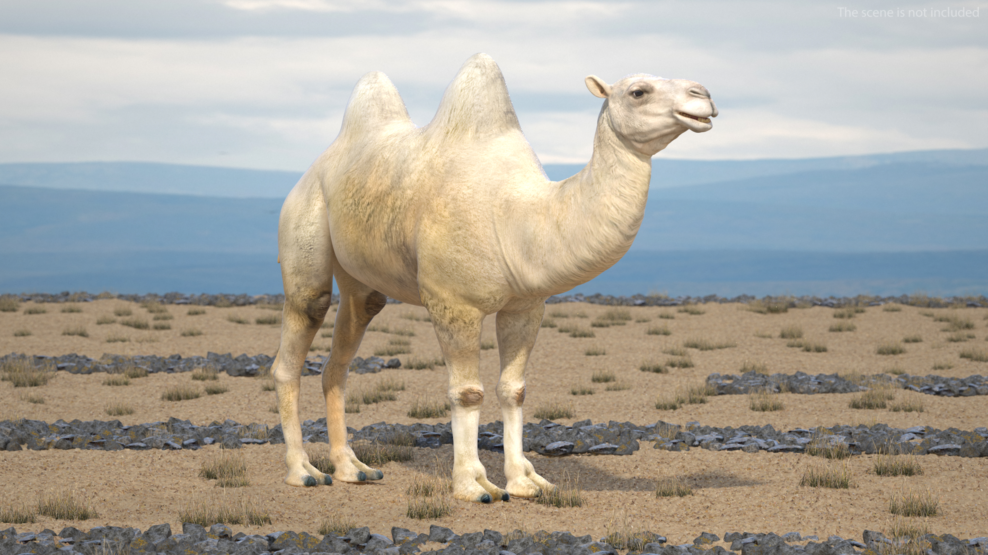 3D Bactrian Camel Light Colored model