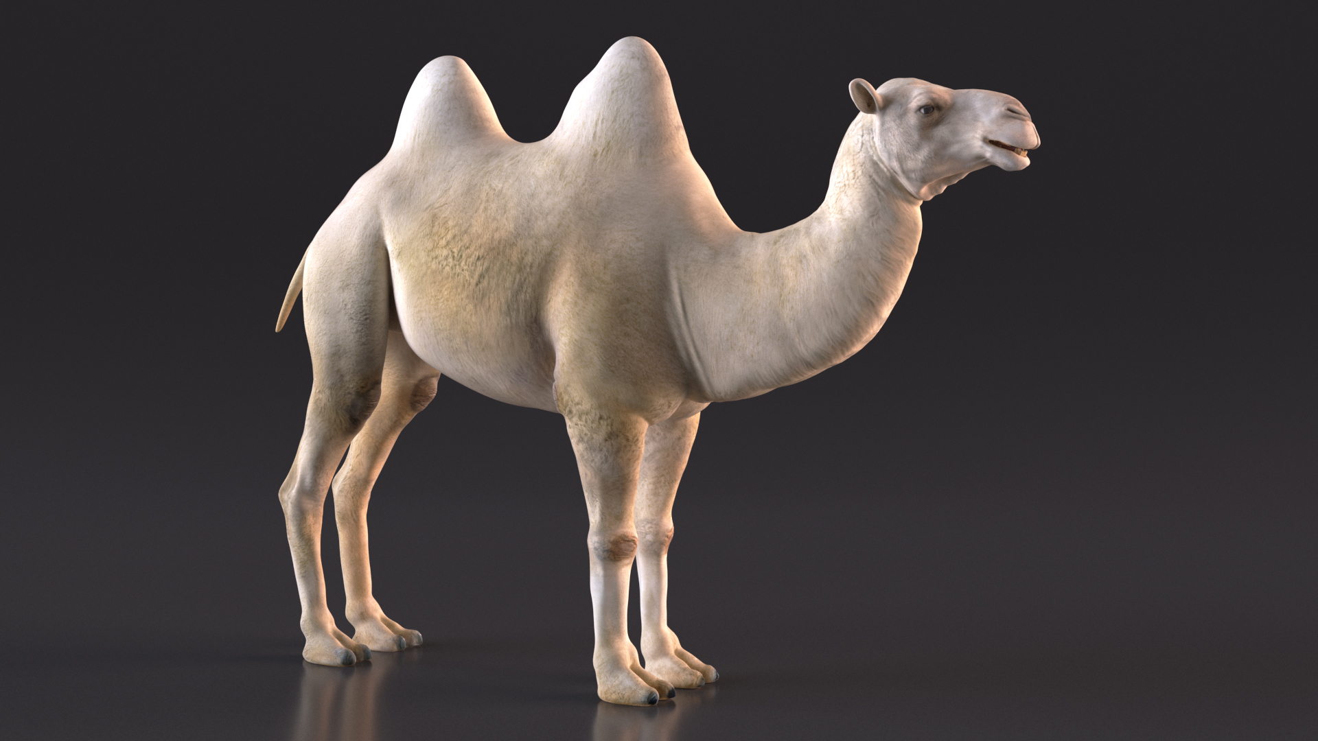 3D Bactrian Camel Light Colored model