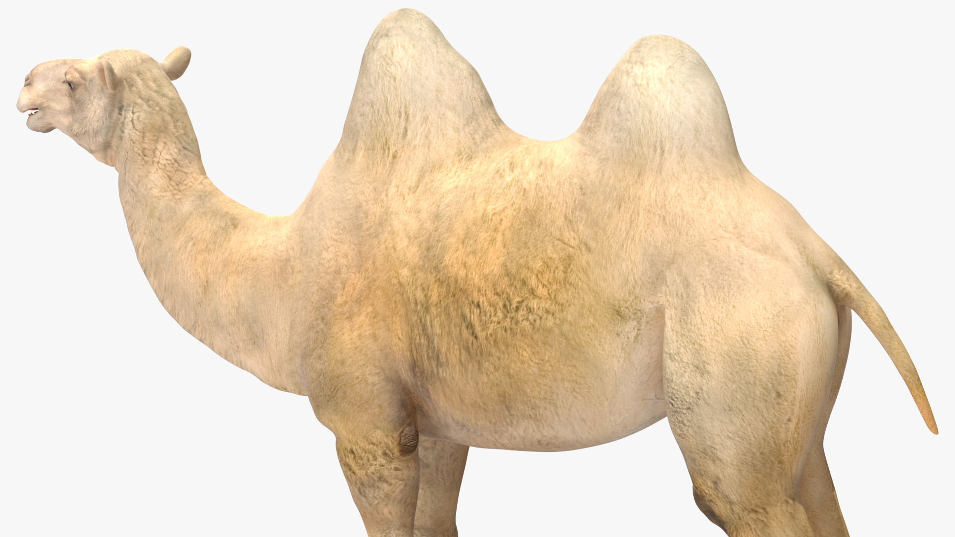 3D Bactrian Camel Light Colored model