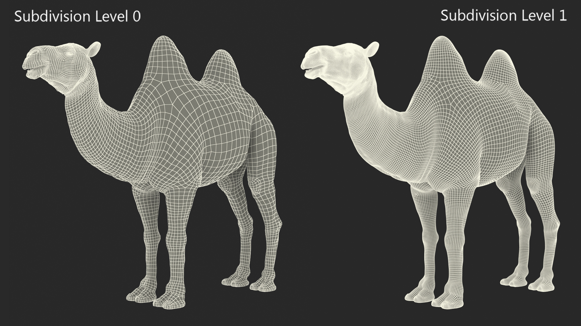 3D Bactrian Camel Light Colored model