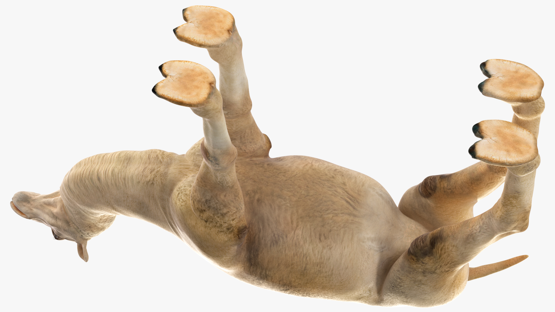 3D Bactrian Camel Light Colored model