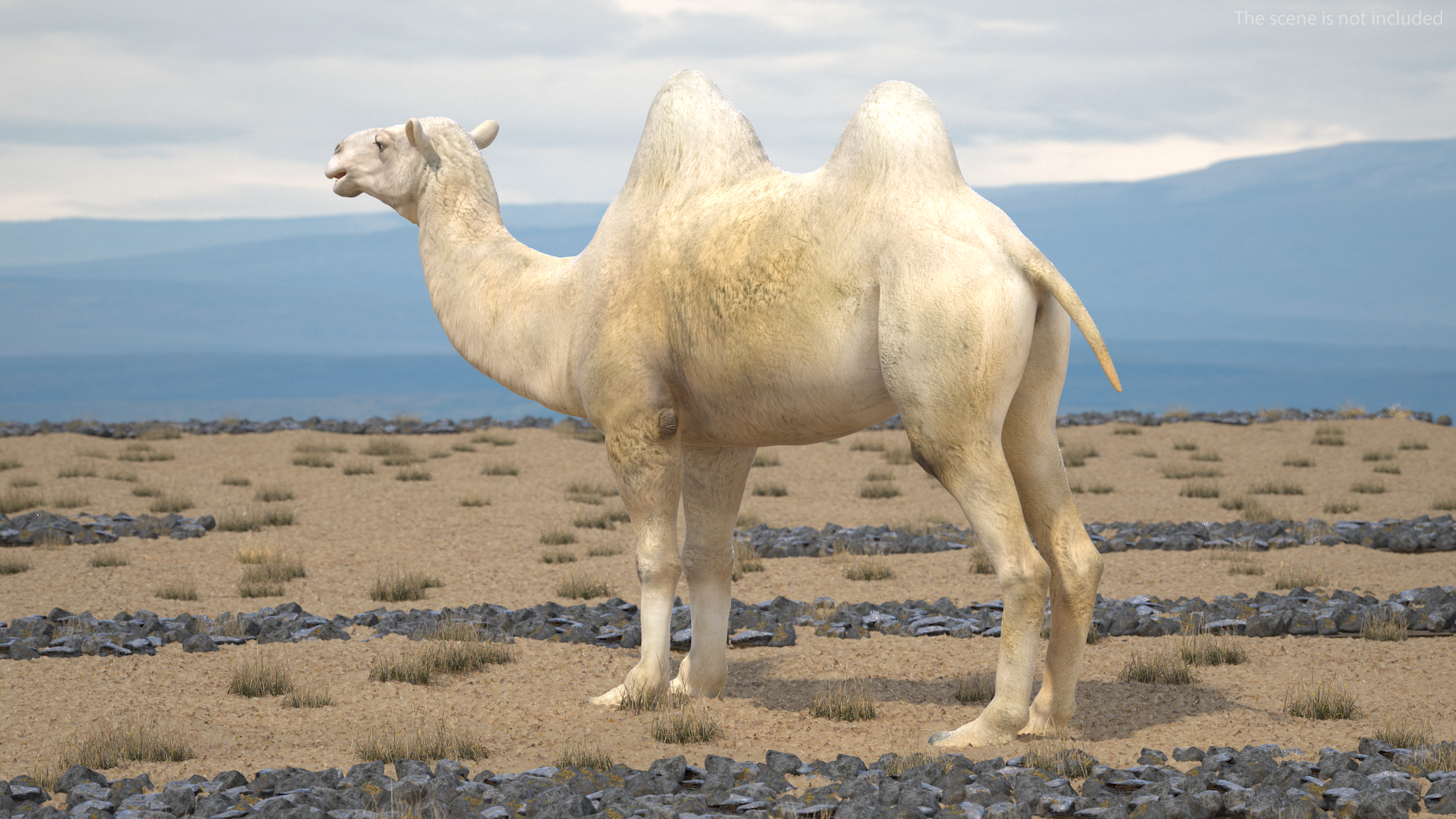 3D Bactrian Camel Light Colored model