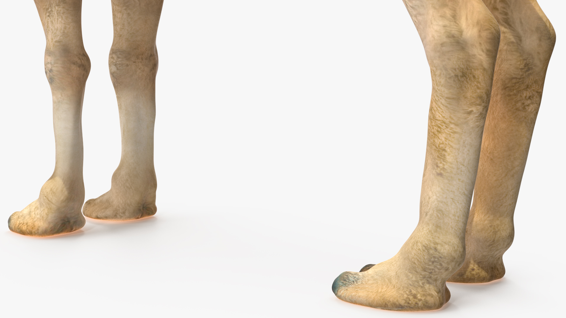 3D Bactrian Camel Light Colored model