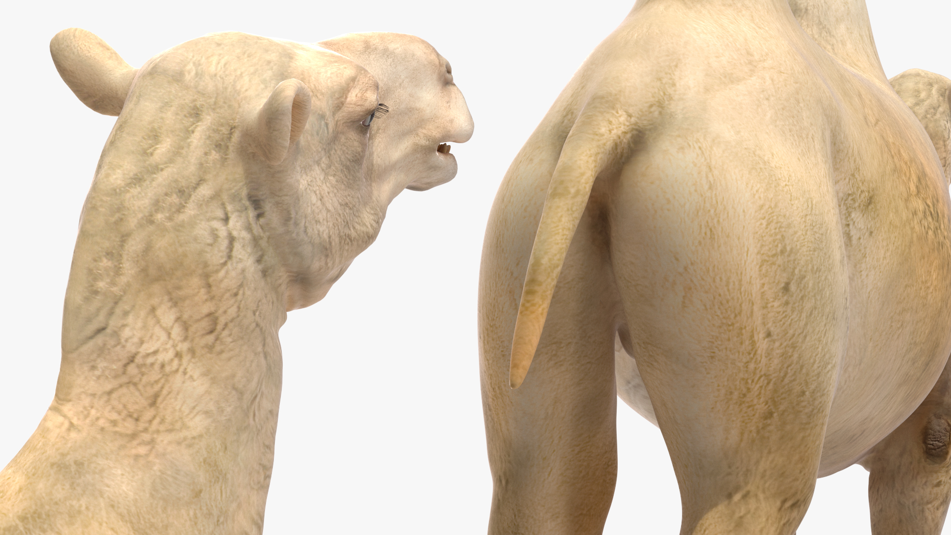 3D Bactrian Camel Light Colored model