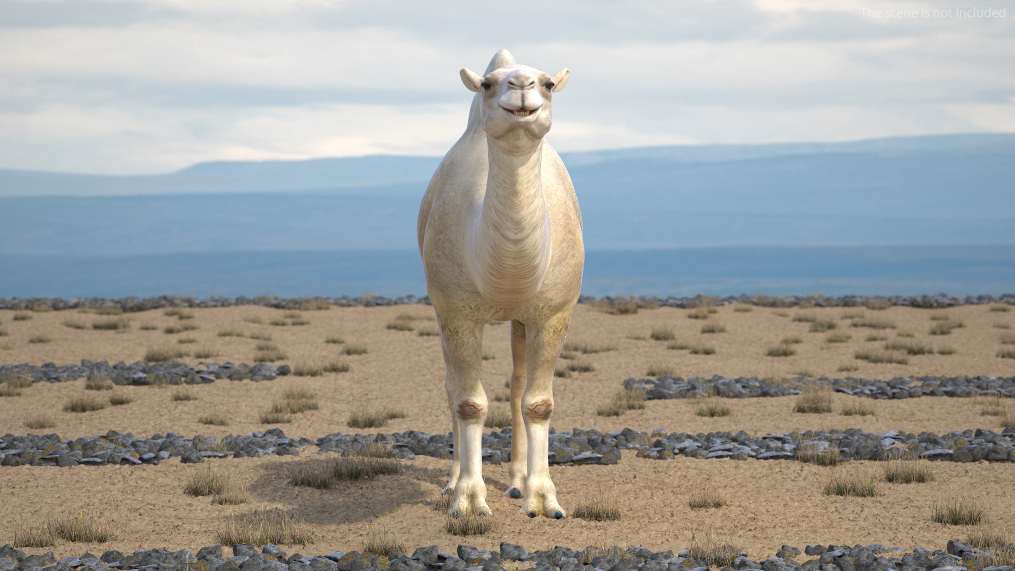 3D Bactrian Camel Light Colored model