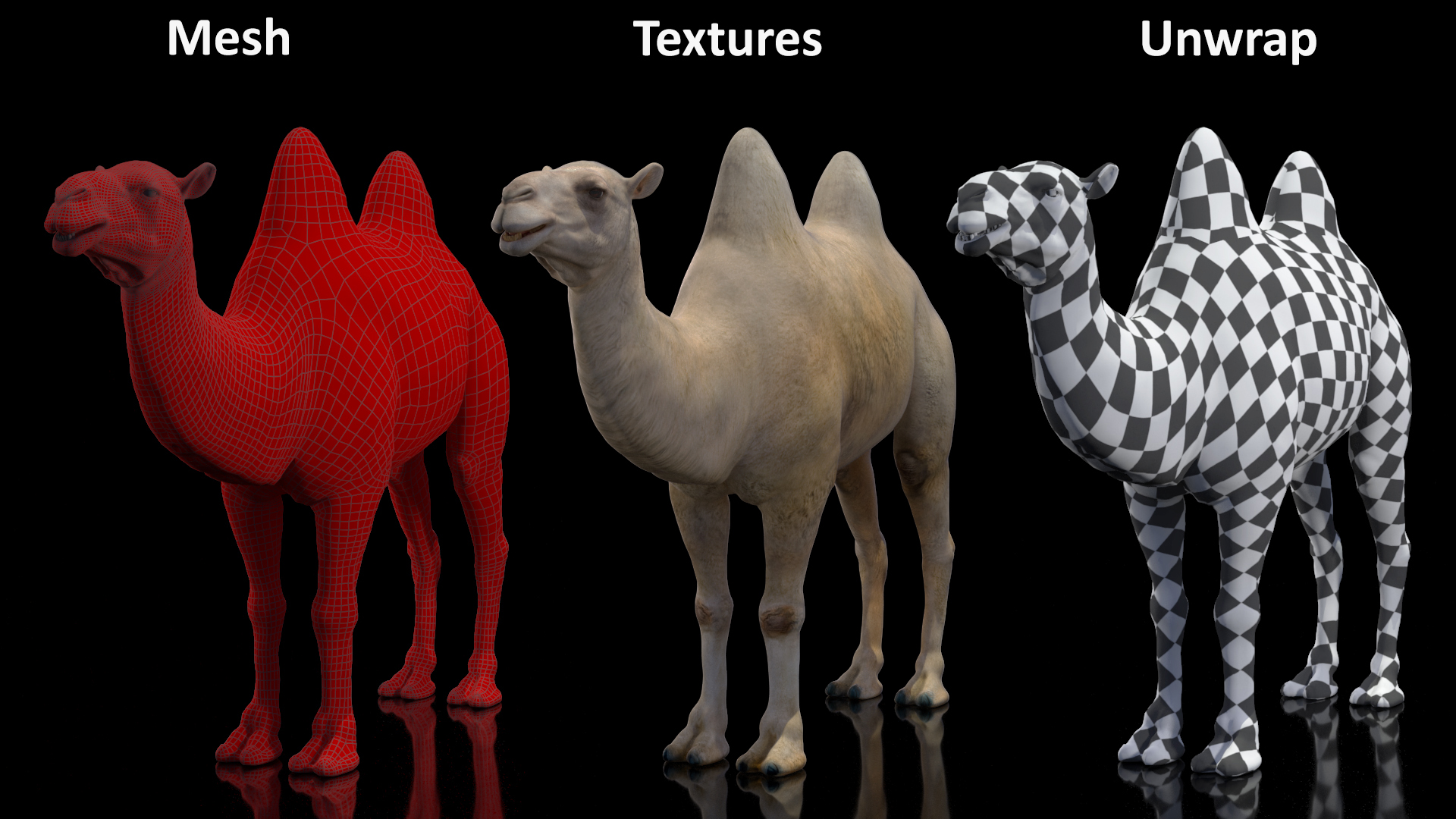 3D Bactrian Camel Light Colored model