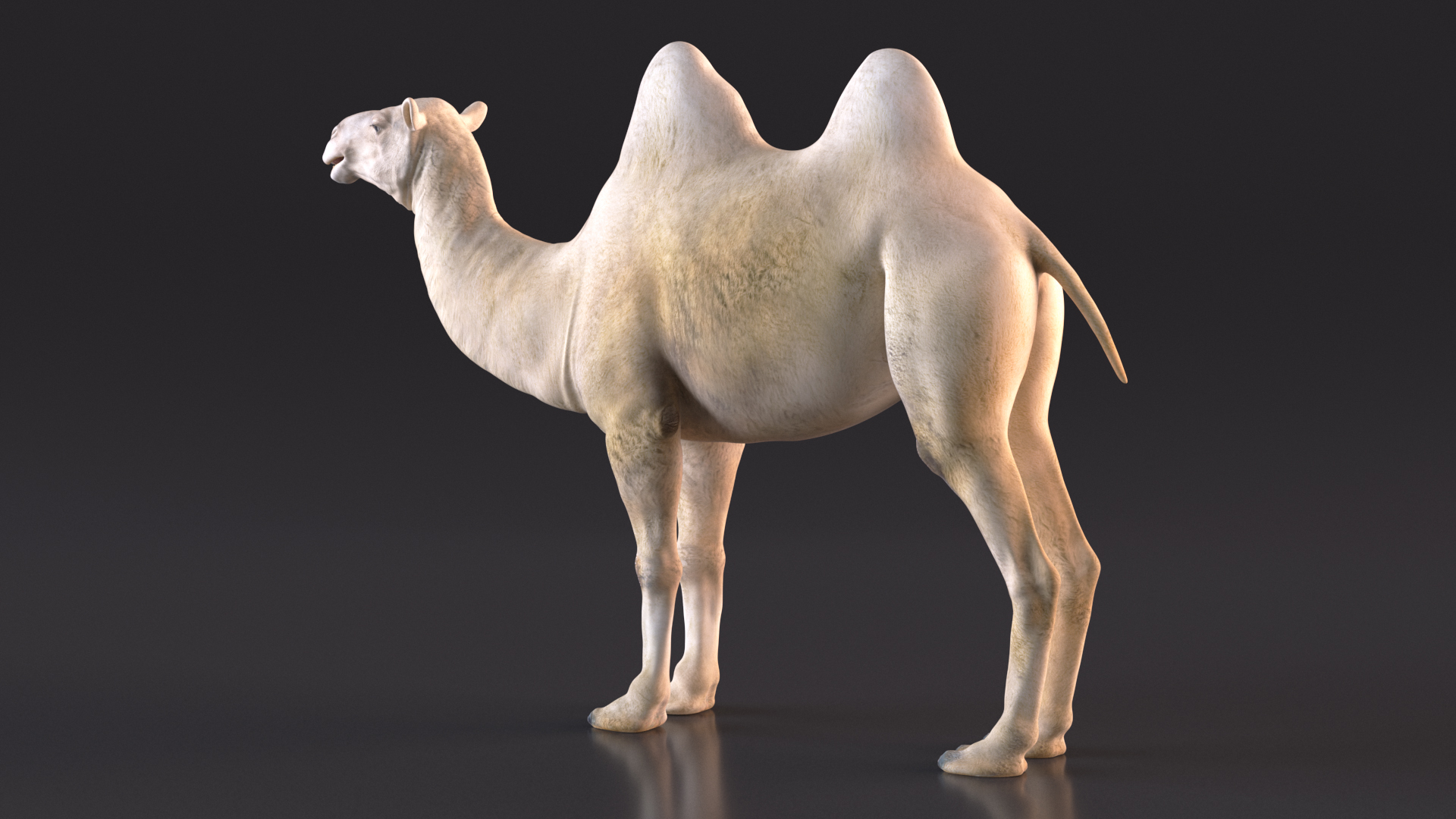 3D Bactrian Camel Light Colored model