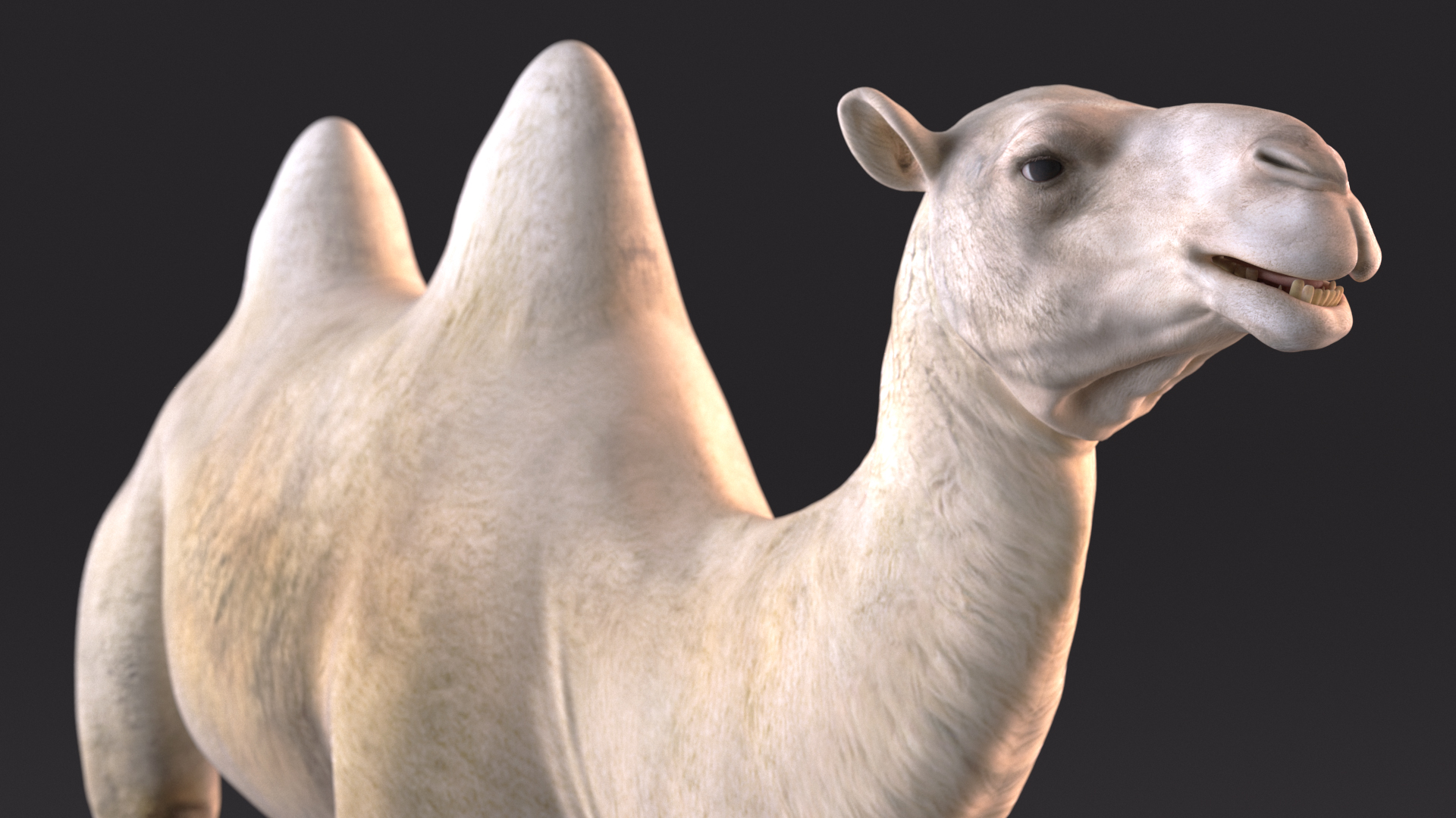 3D Bactrian Camel Light Colored model