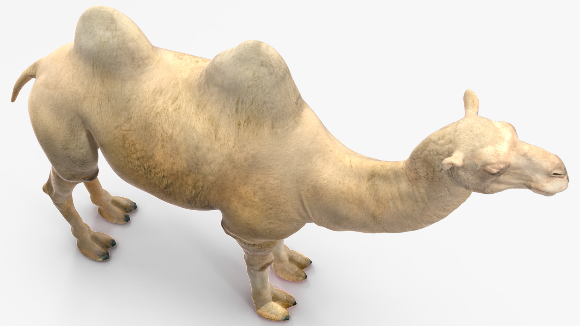 3D Bactrian Camel Light Colored model