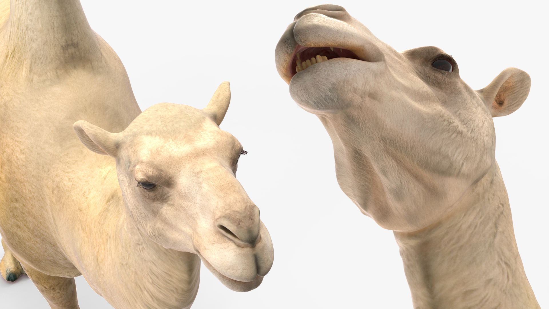 3D Bactrian Camel Light Colored model