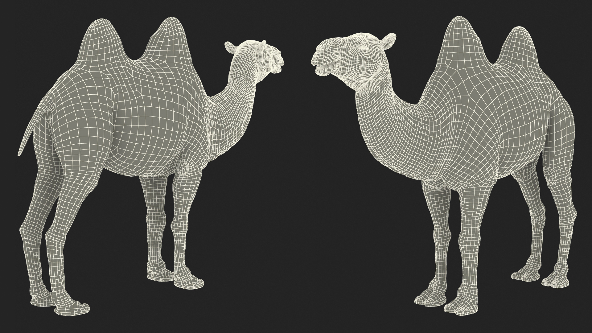 3D Bactrian Camel Light Colored model