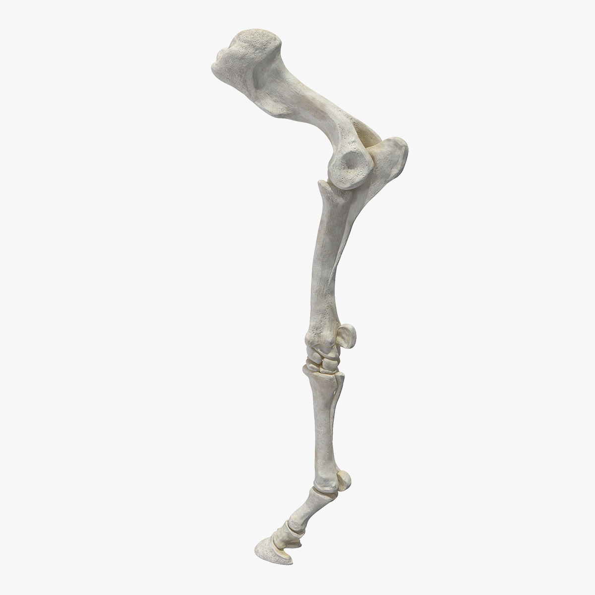Equine Forleg