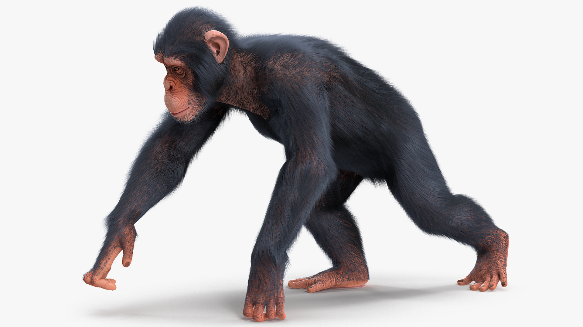 Animated Chimpanzee Running Light Skin Fur Rigged 3D model