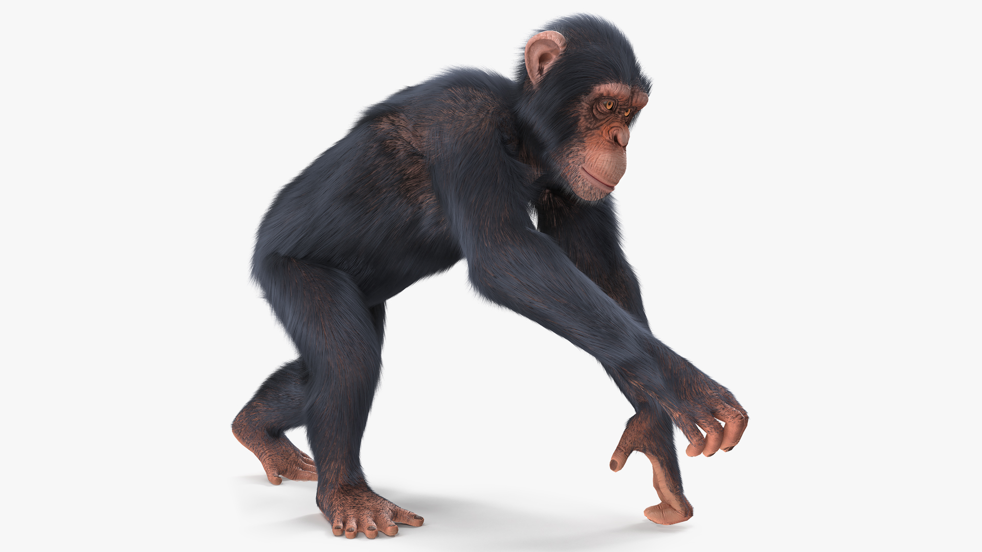 Animated Chimpanzee Running Light Skin Fur Rigged 3D model