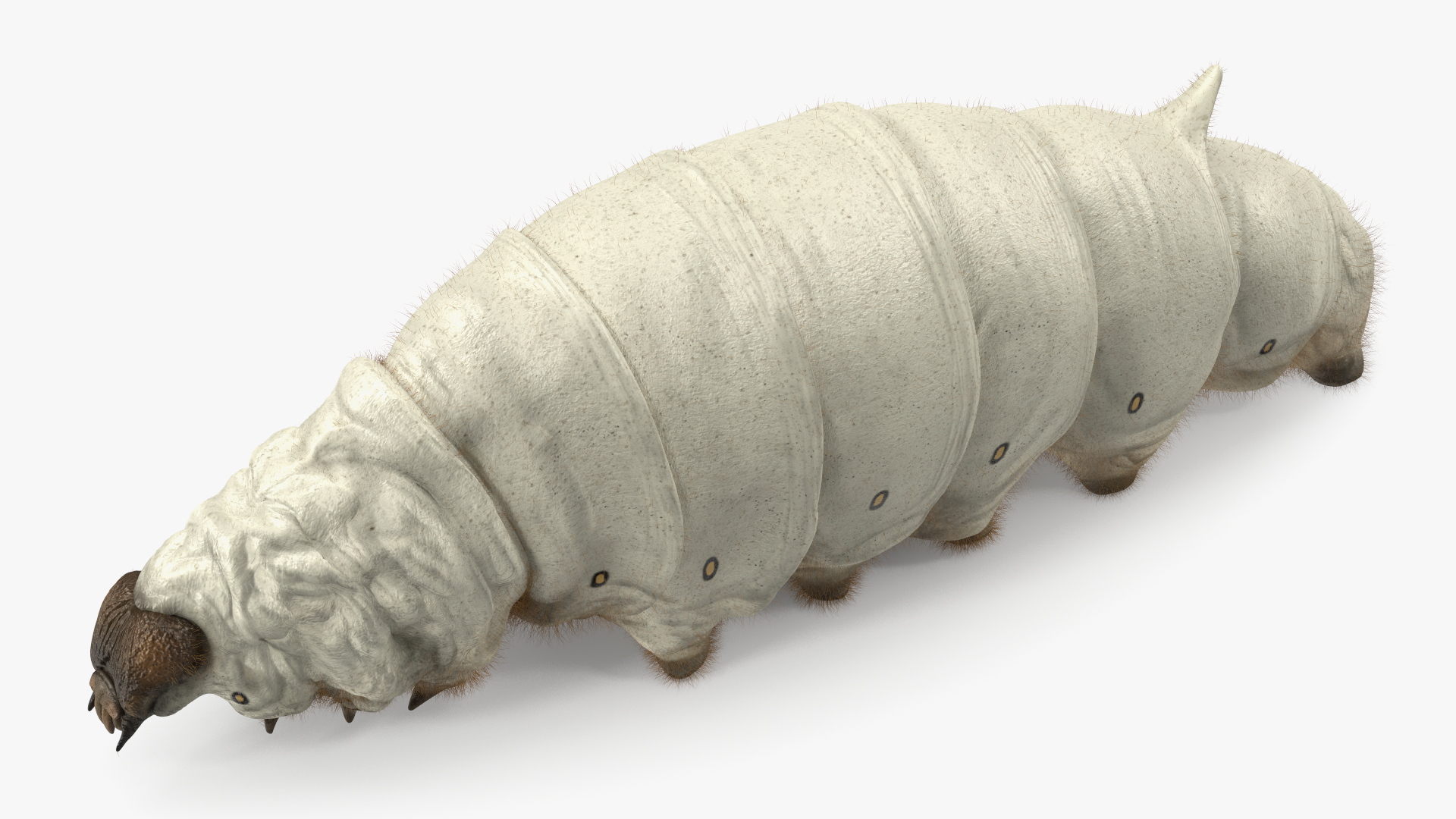3D model Silkworm White Fur Rigged