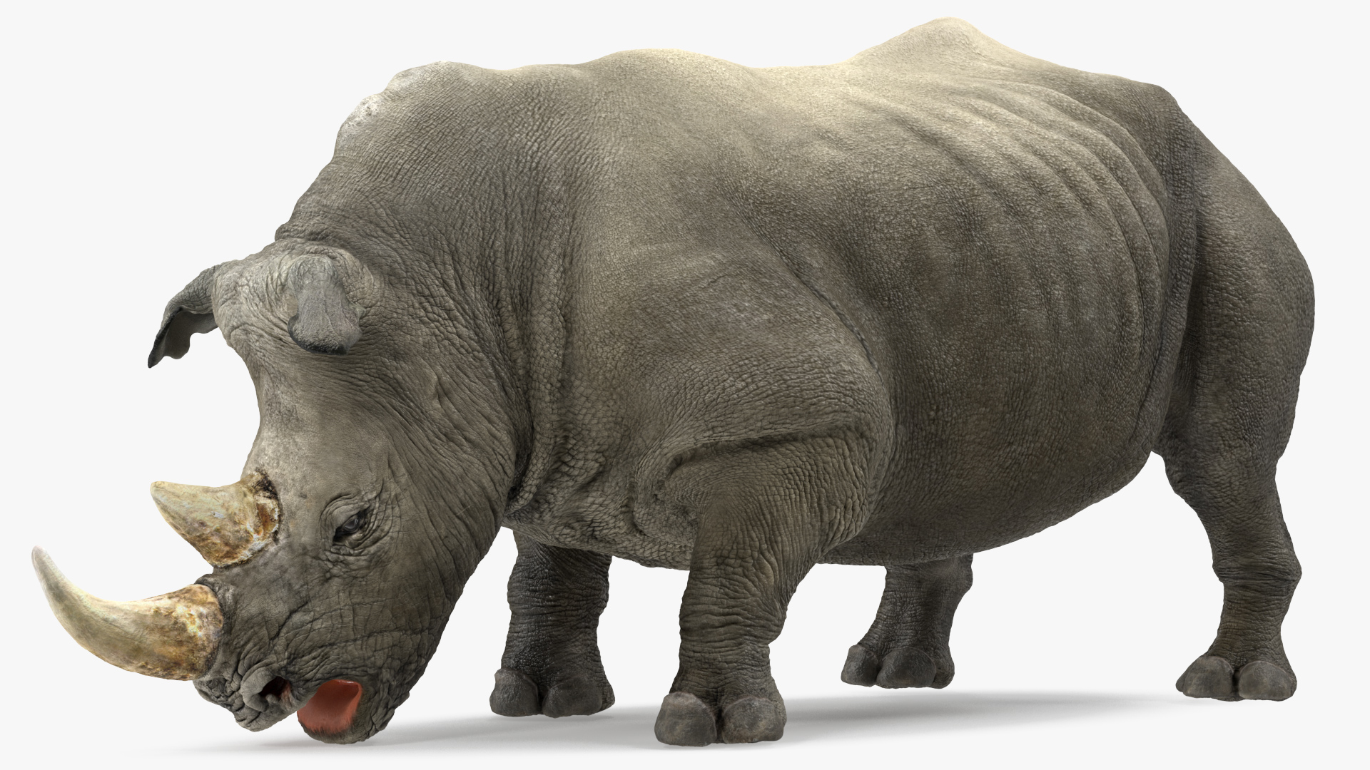 3D model Adult Rhino Drinking Pose