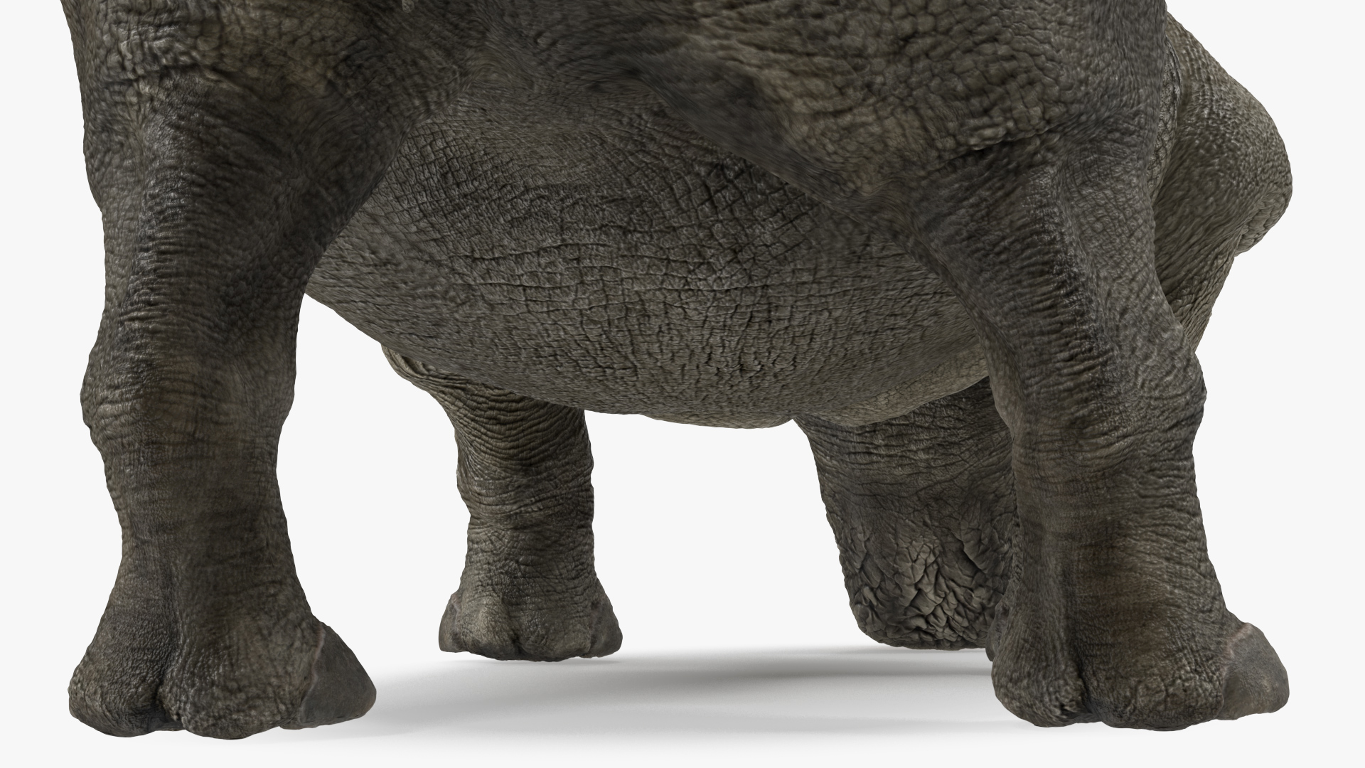 3D model Adult Rhino Drinking Pose