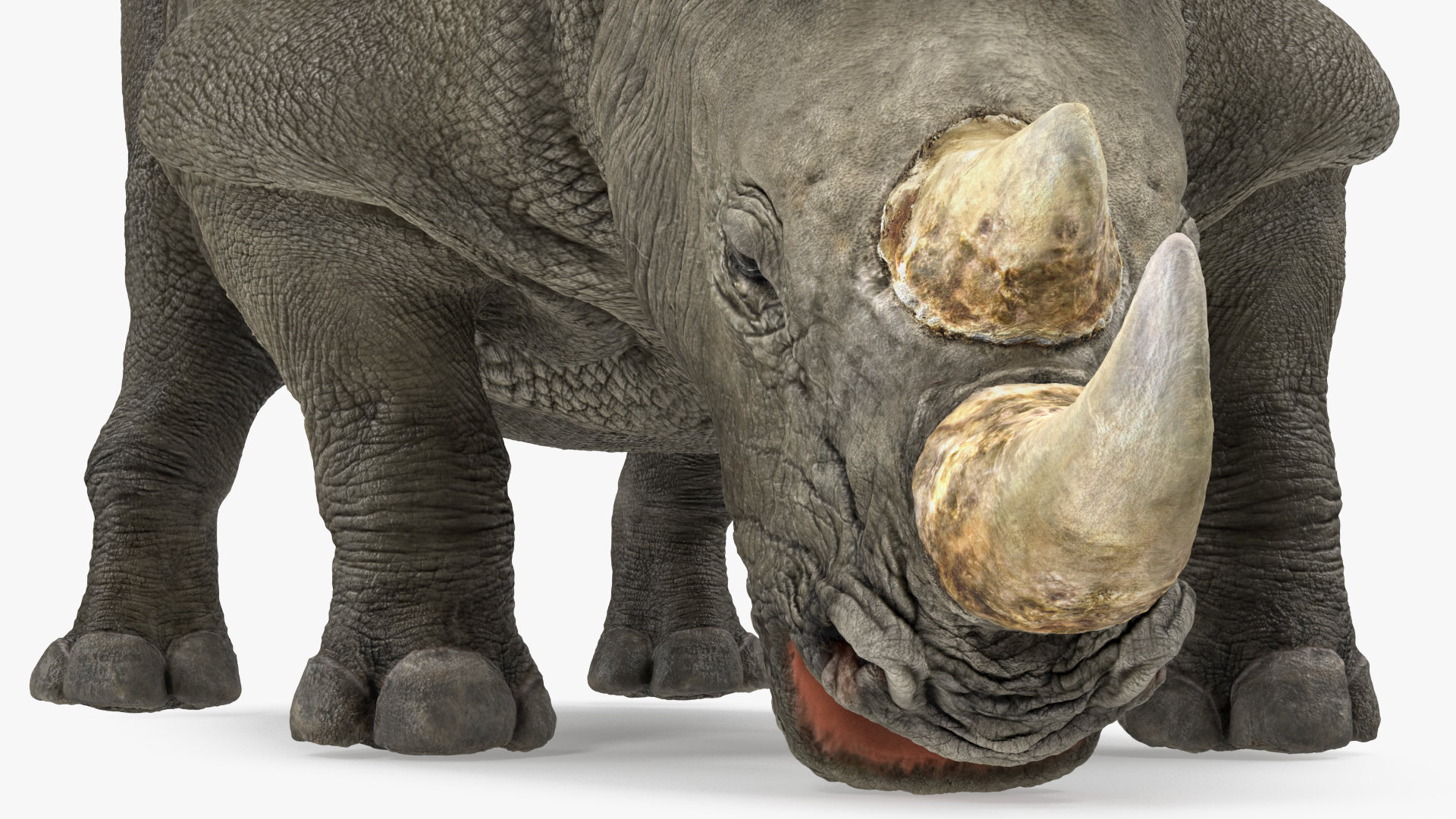 3D model Adult Rhino Drinking Pose