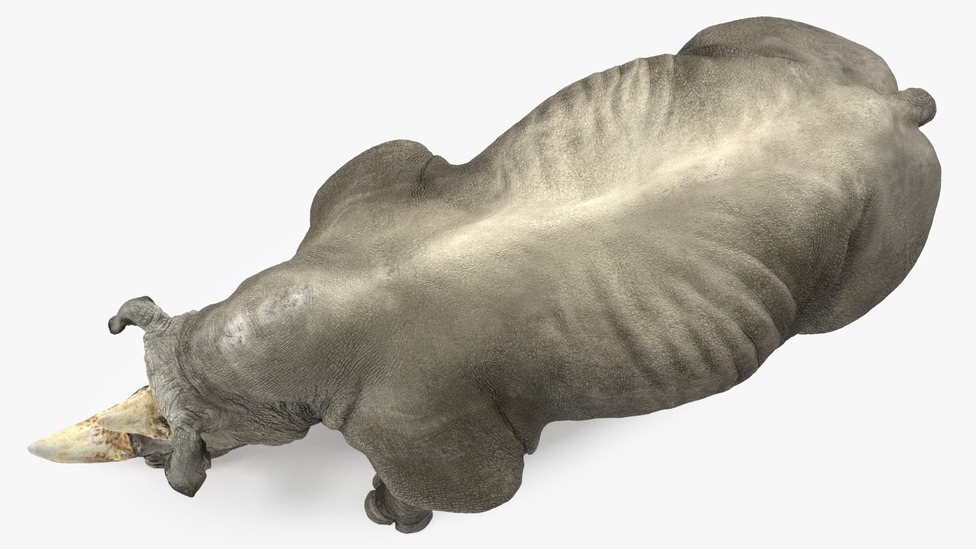3D model Adult Rhino Drinking Pose