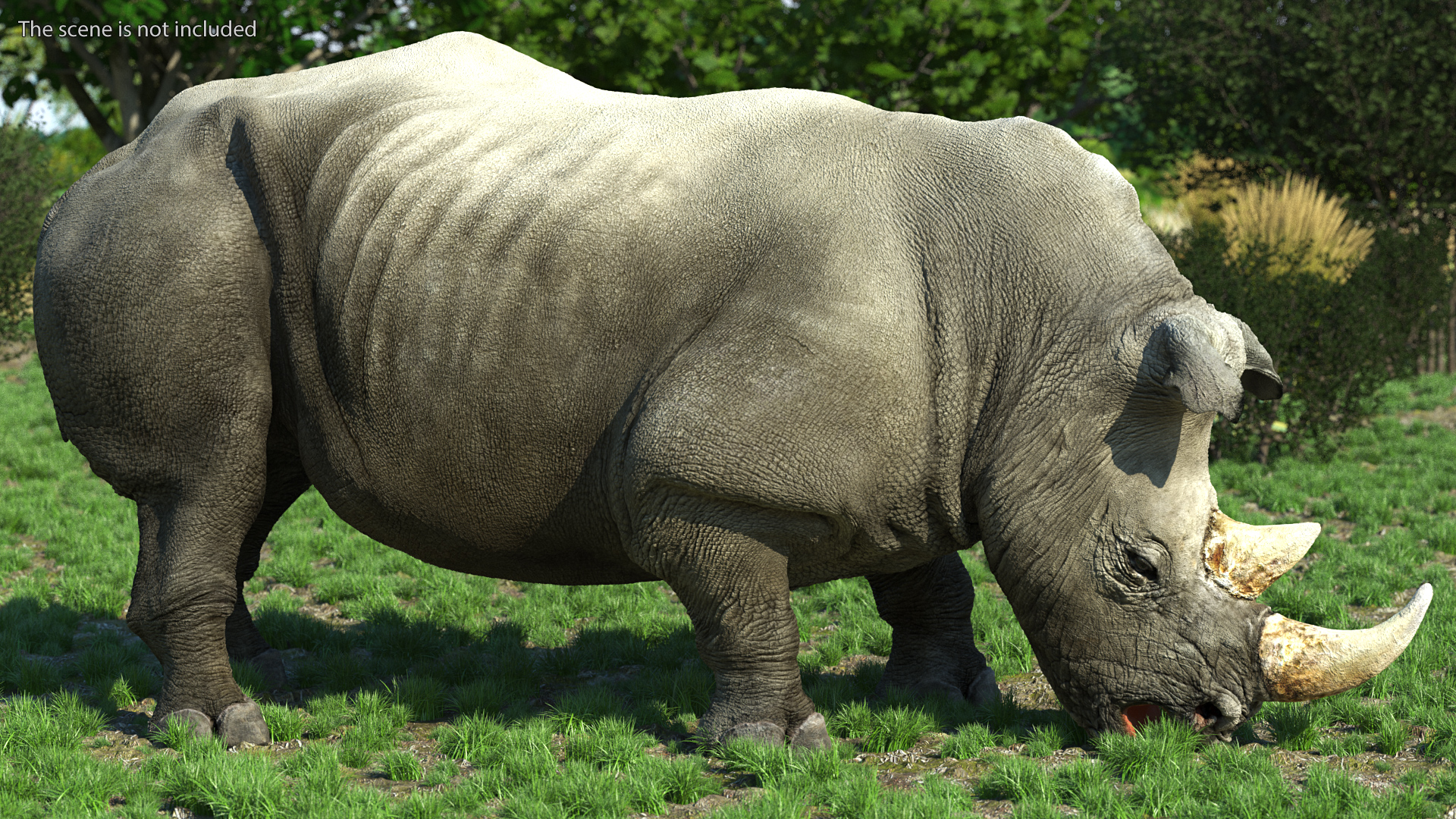 3D model Adult Rhino Drinking Pose