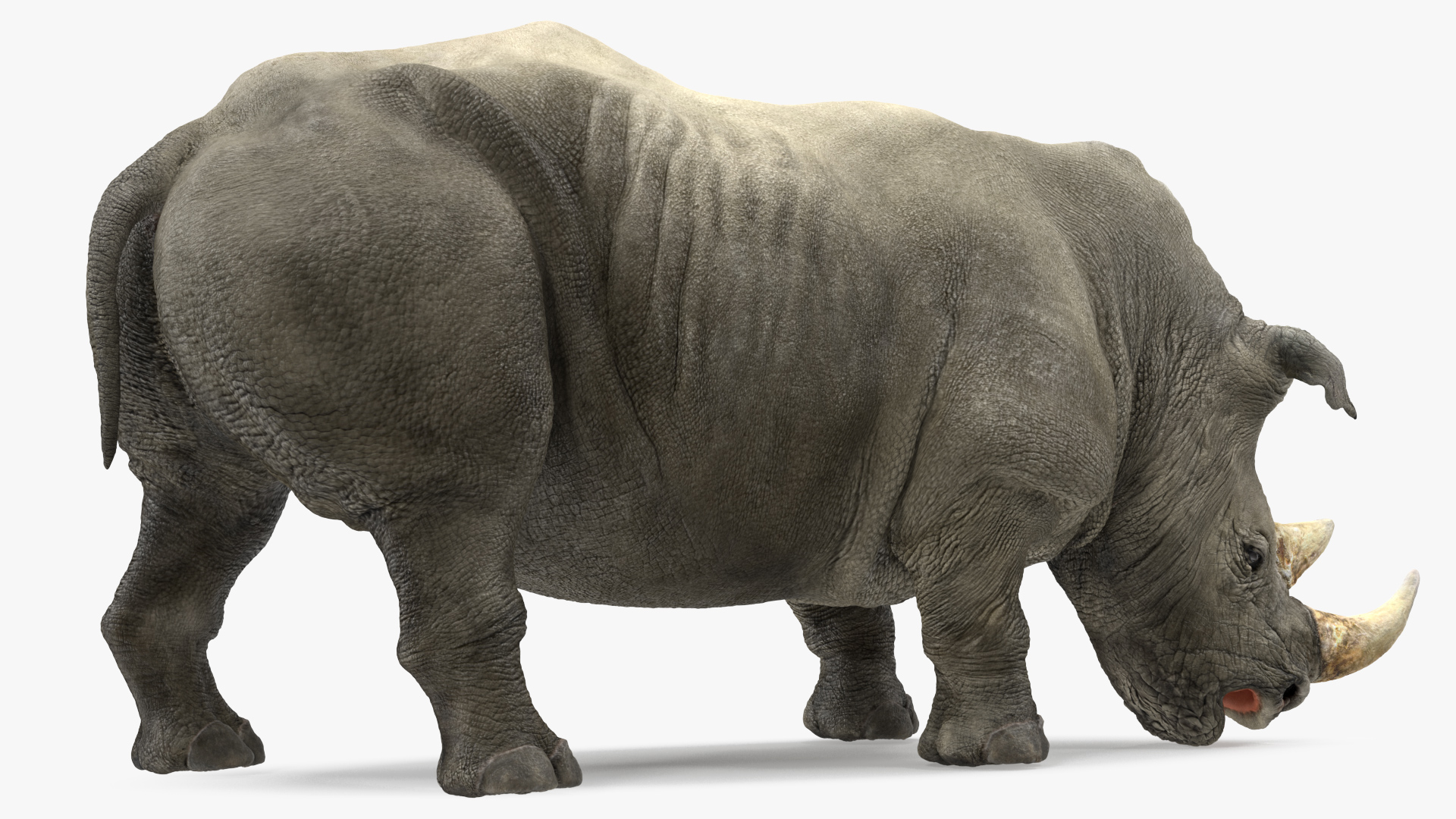 3D model Adult Rhino Drinking Pose