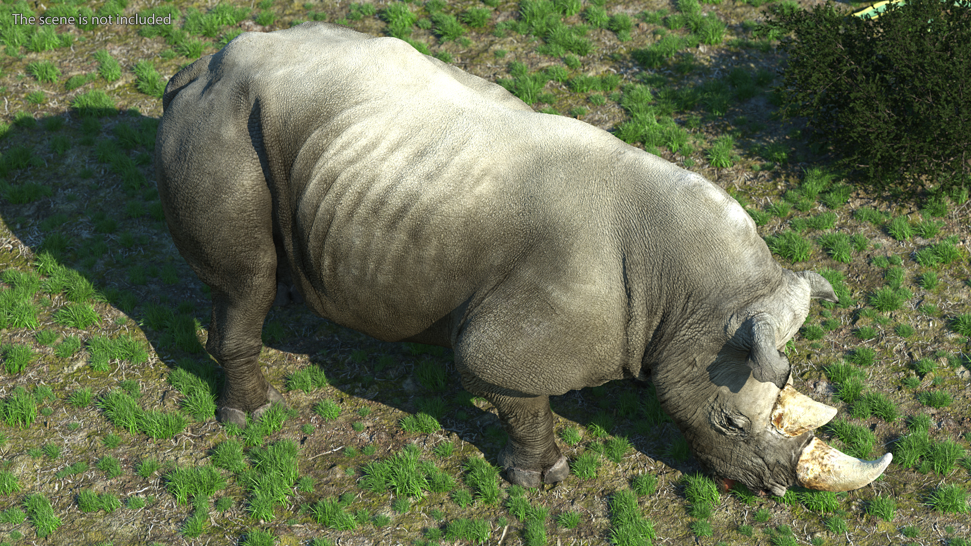 3D model Adult Rhino Drinking Pose