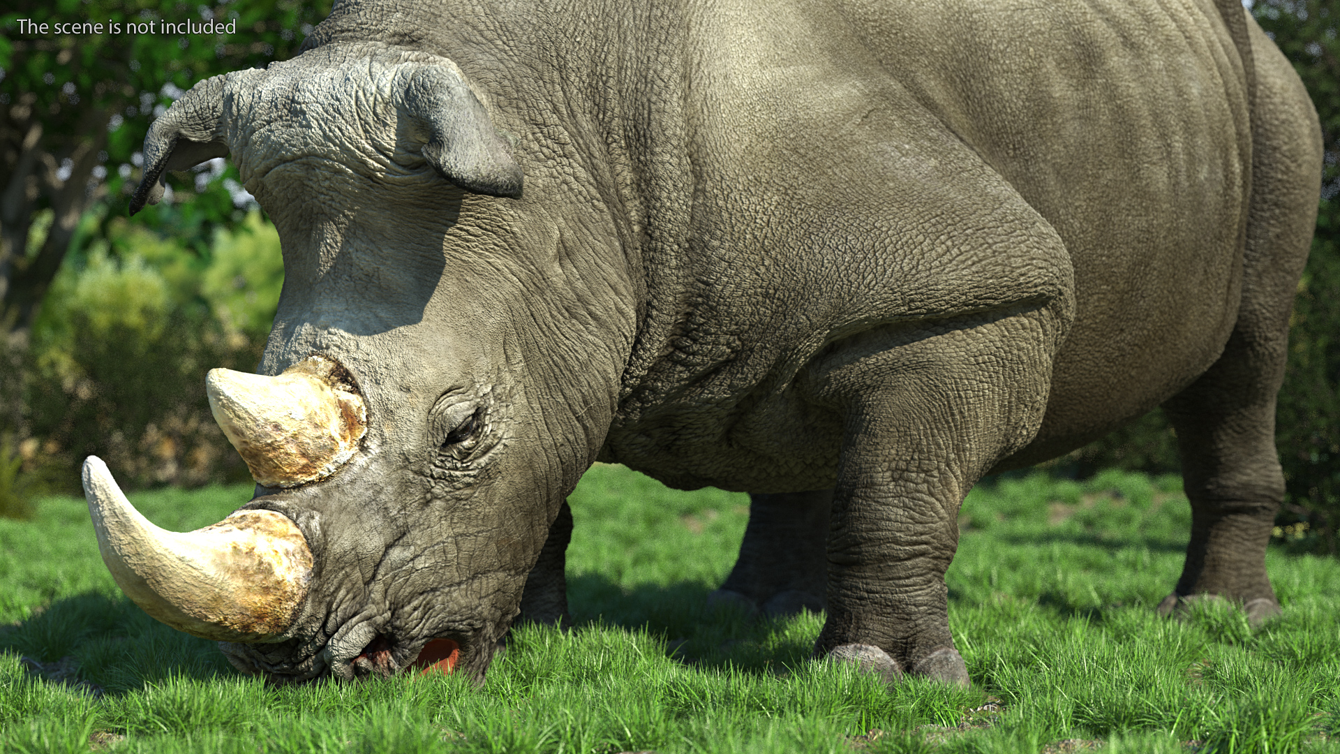 3D model Adult Rhino Drinking Pose
