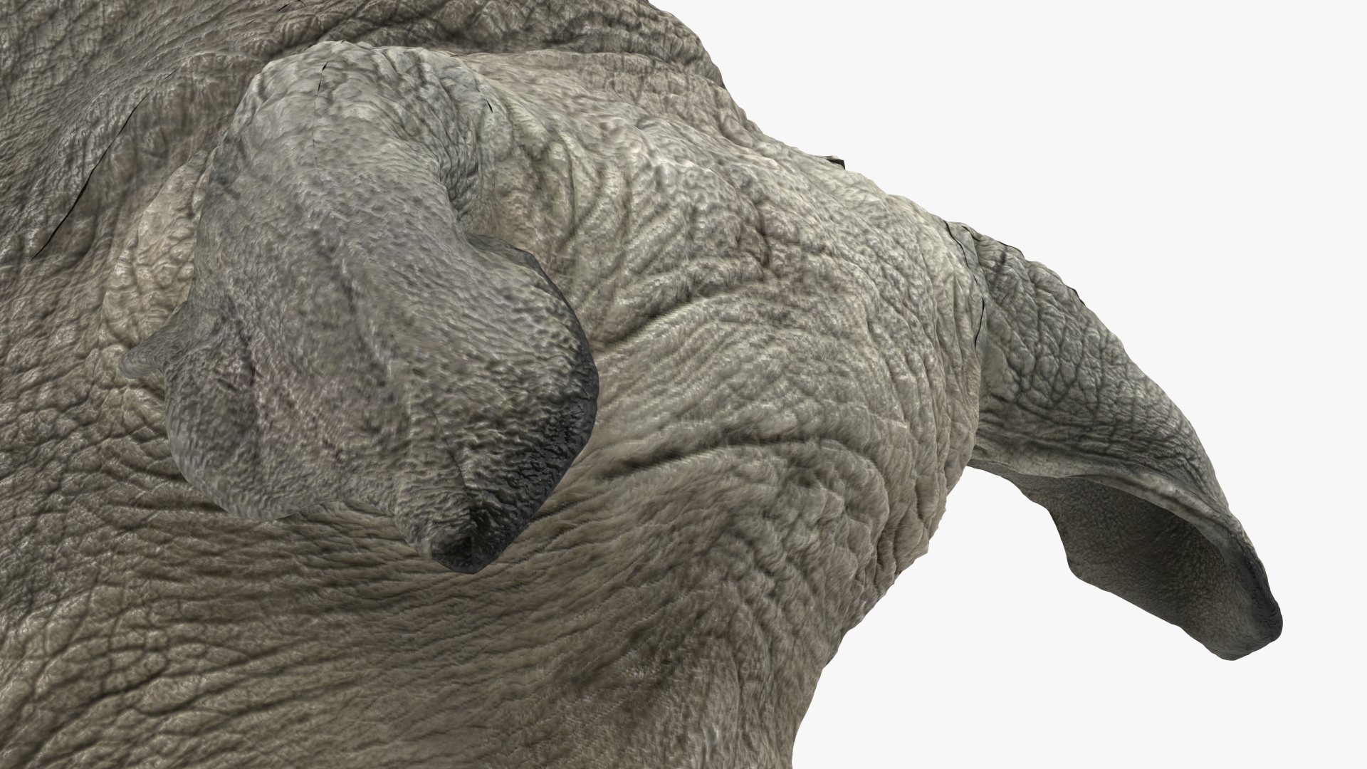 3D model Adult Rhino Drinking Pose