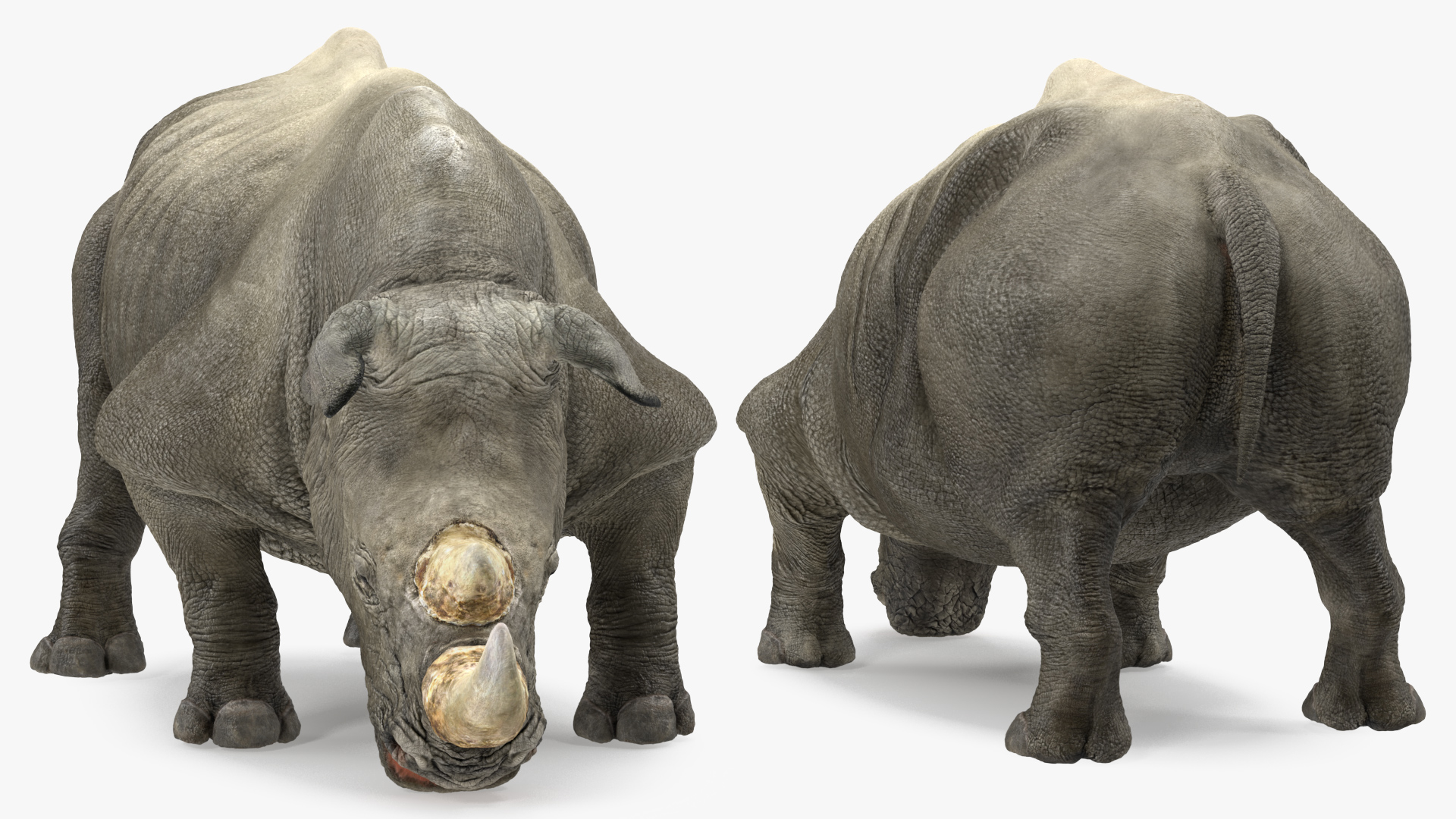 3D model Adult Rhino Drinking Pose