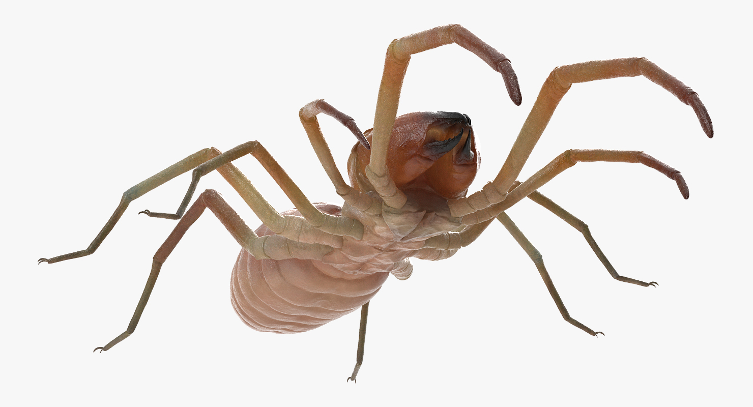 Camel Spider Rigged 3D model