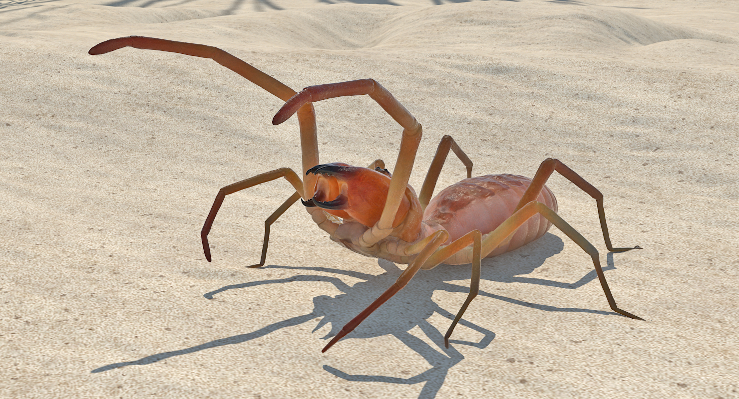 Camel Spider Rigged 3D model