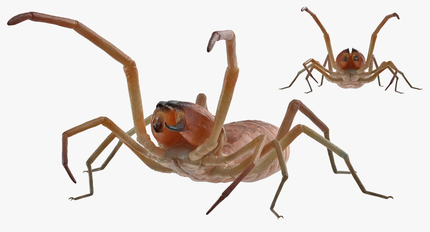 Camel Spider Rigged 3D model