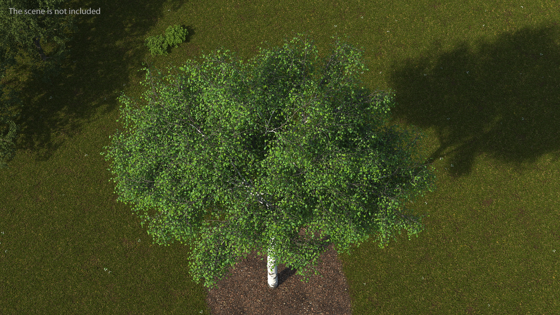 3D Birch Tree Green