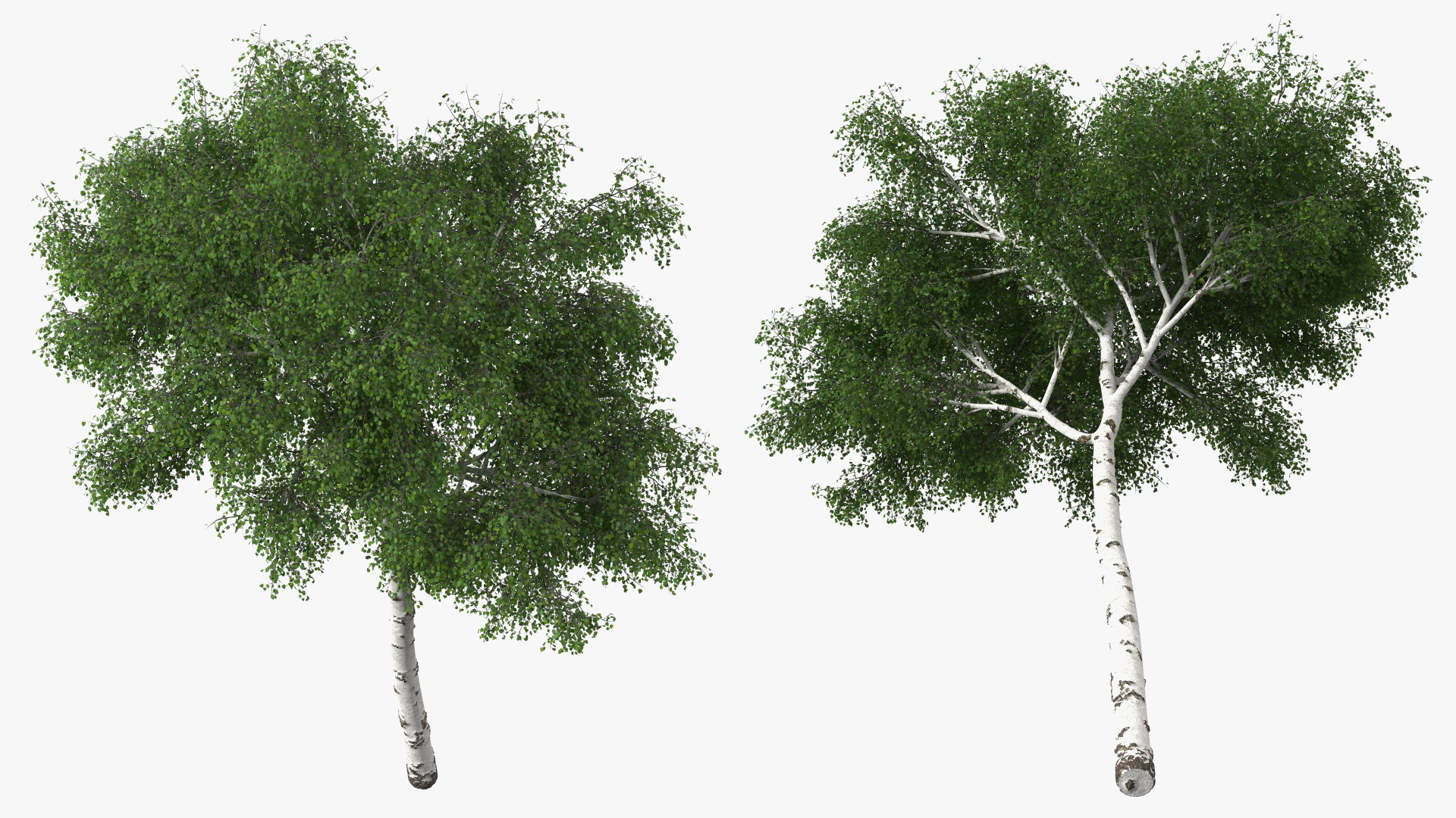 3D Birch Tree Green