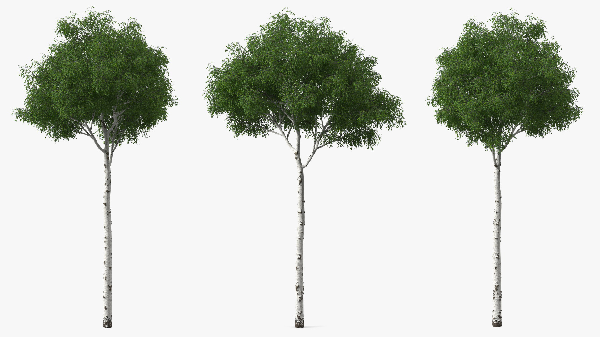 3D Birch Tree Green