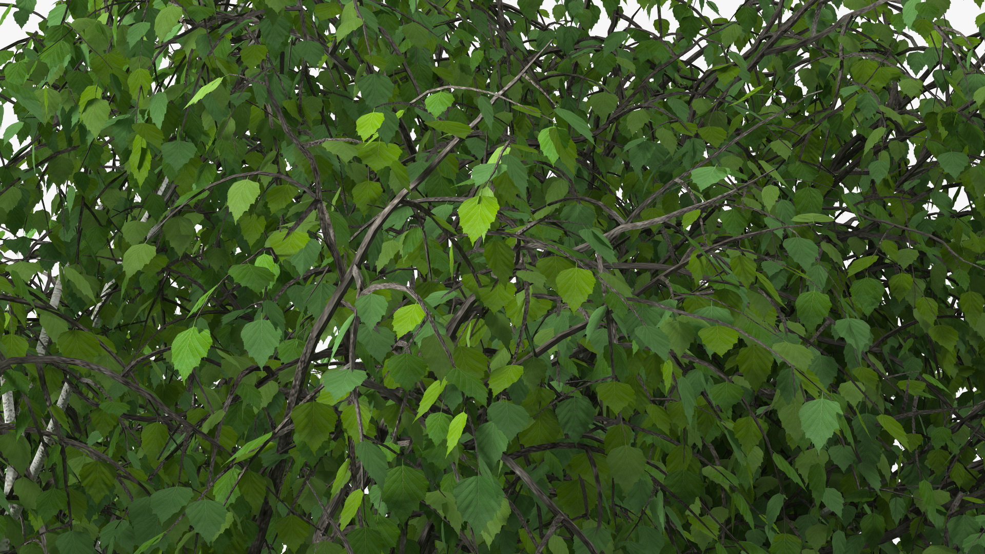 3D Birch Tree Green