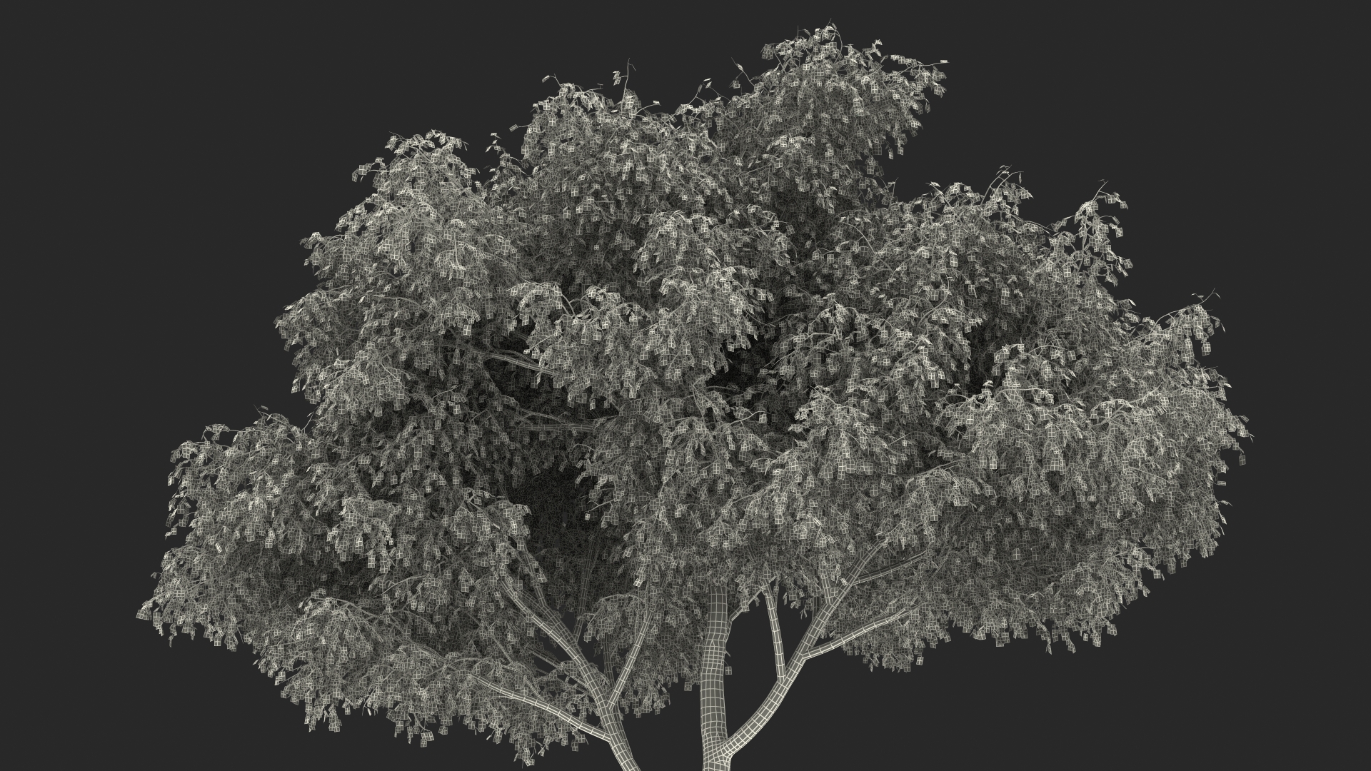 3D Birch Tree Green