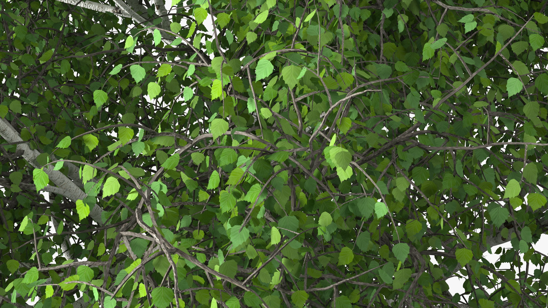 3D Birch Tree Green