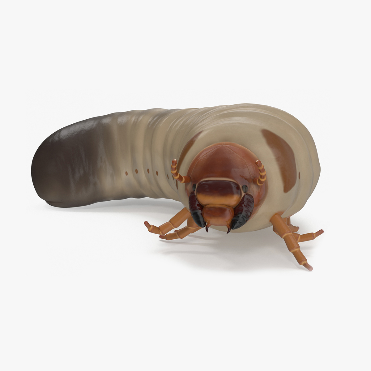 3D model Maggot May Bug Rigged for Maya
