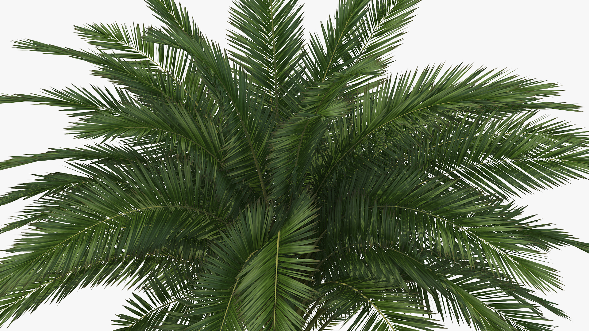 3D Silver Date Palm