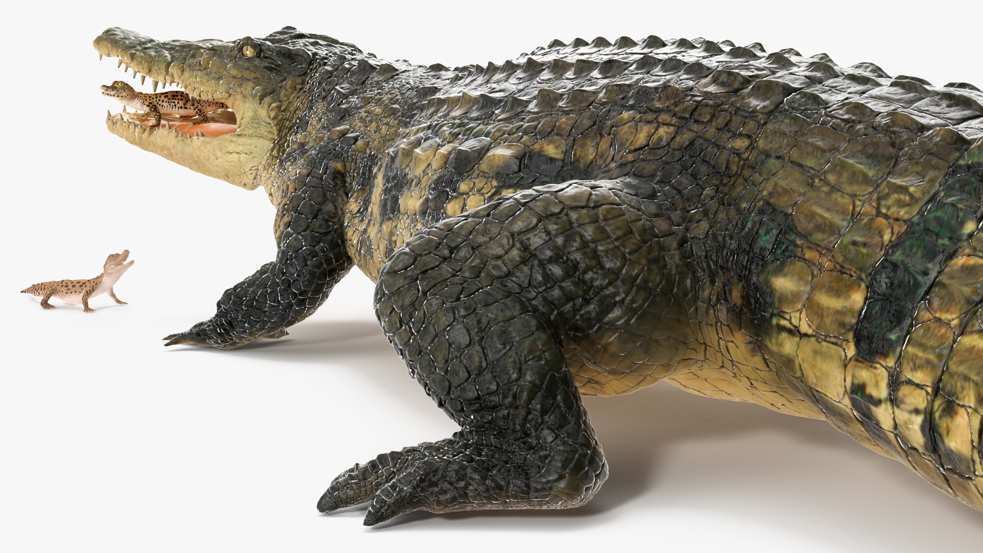 3D model Mother Crocodile Carrying Baby