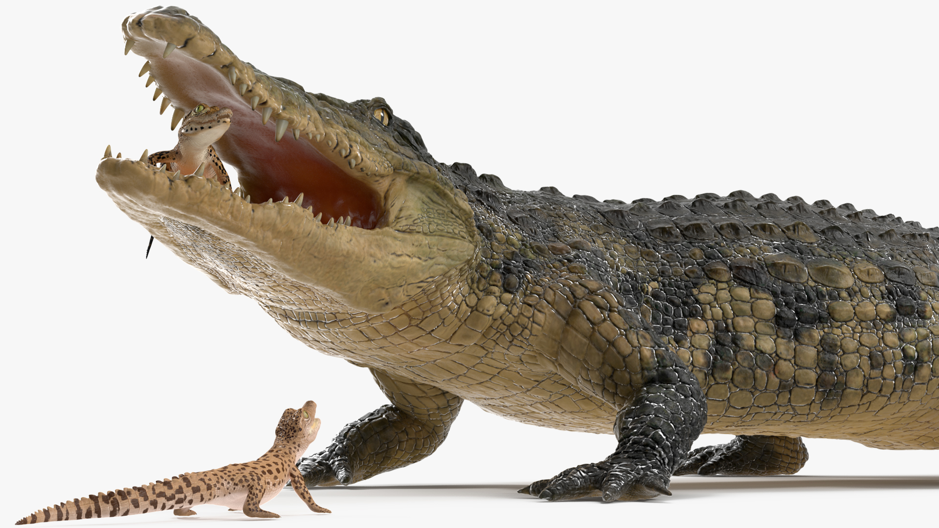 3D model Mother Crocodile Carrying Baby