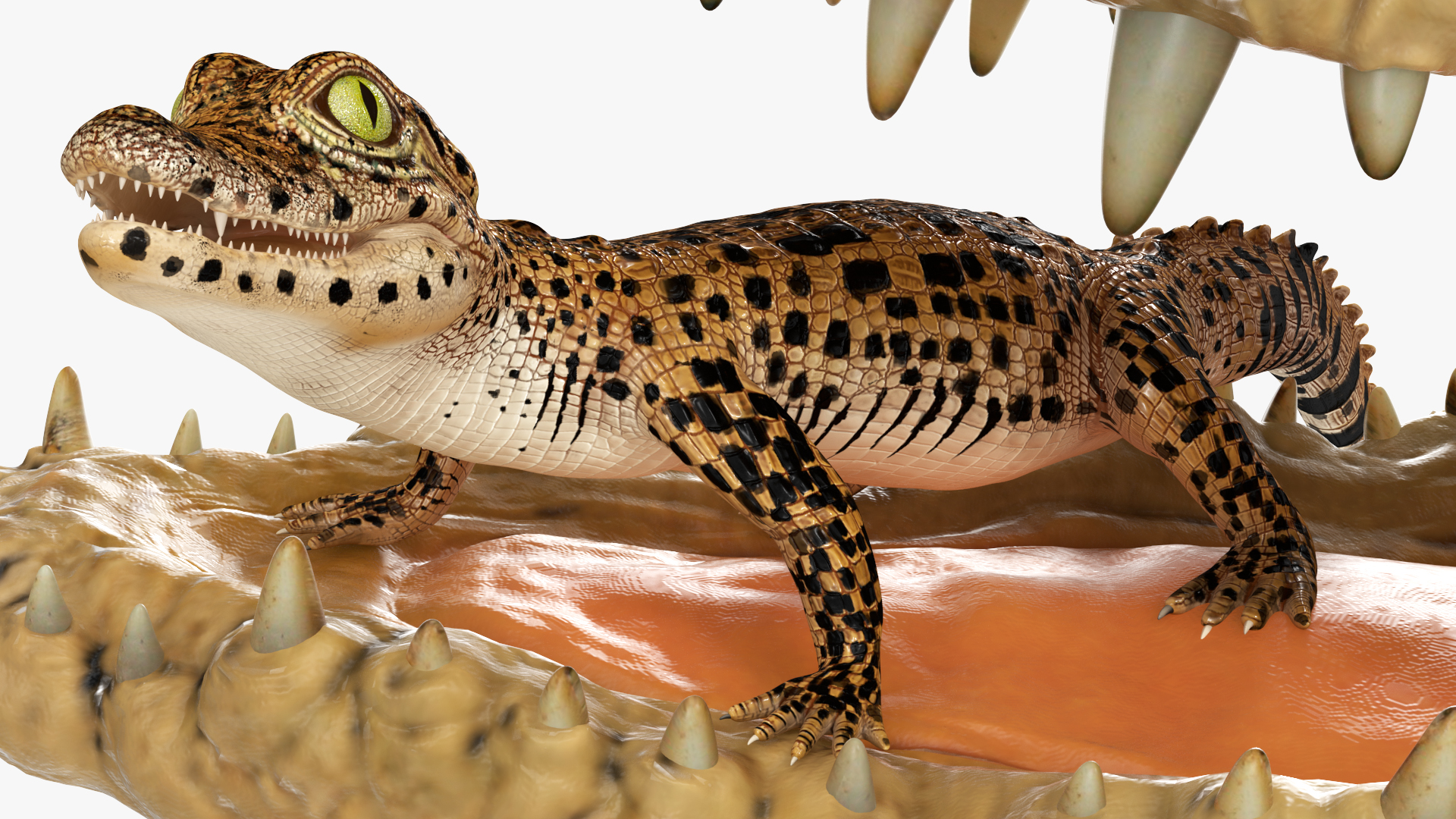 3D model Mother Crocodile Carrying Baby