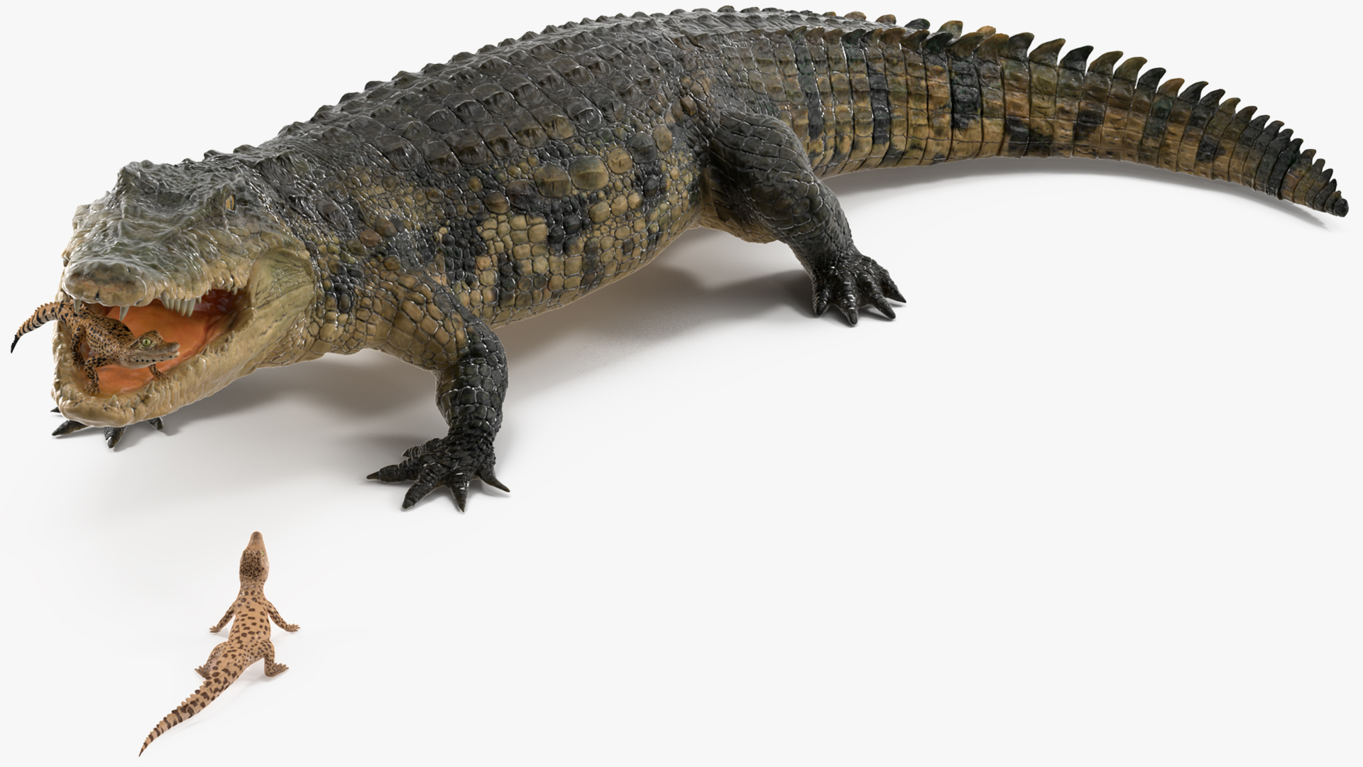3D model Mother Crocodile Carrying Baby