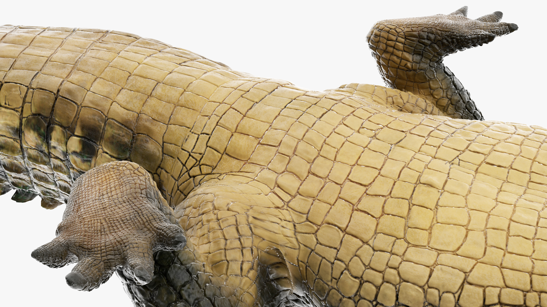 3D model Mother Crocodile Carrying Baby