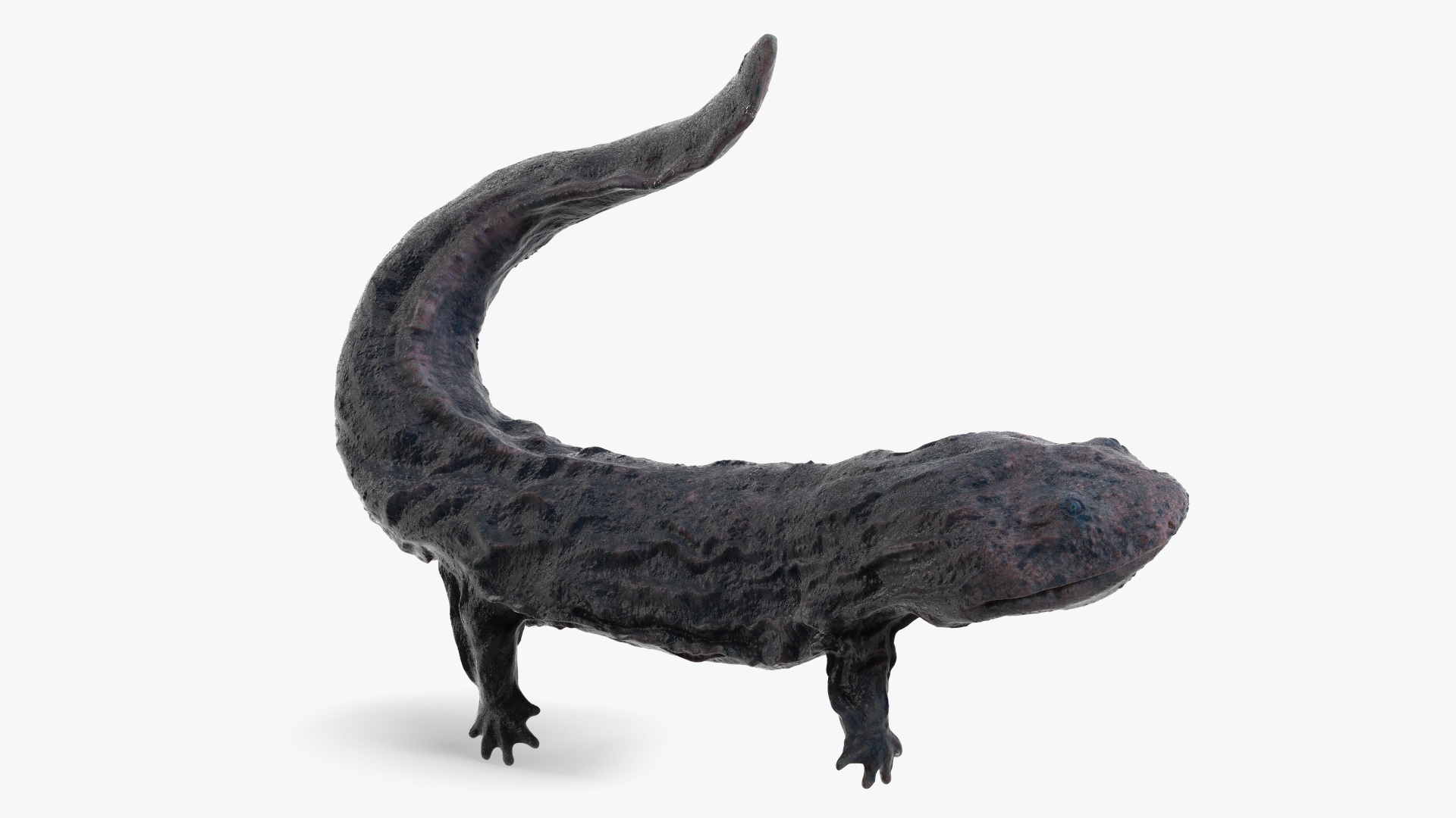 Giant Salamander Dark Wet Swimming 3D model