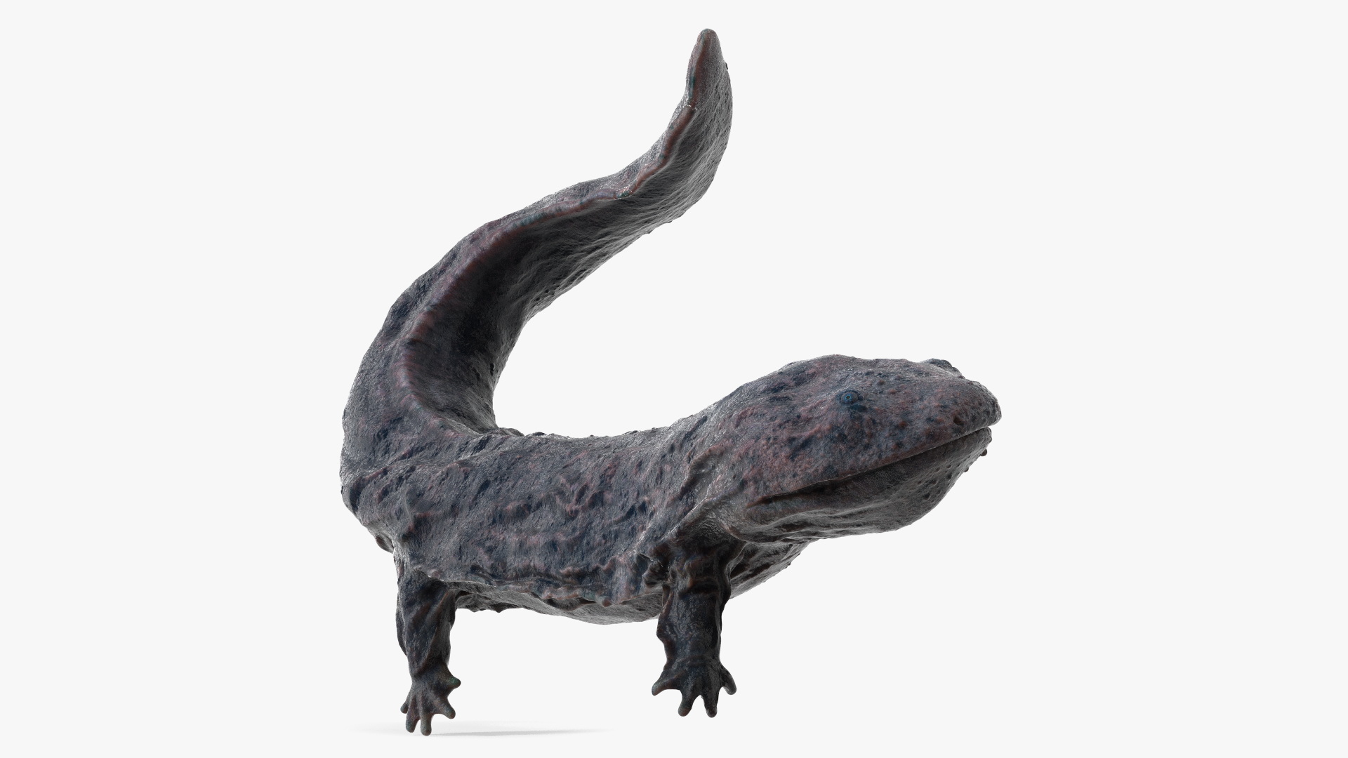 Giant Salamander Dark Wet Swimming 3D model