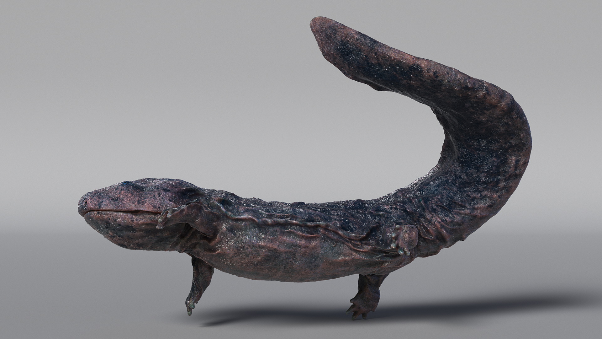 Giant Salamander Dark Wet Swimming 3D model