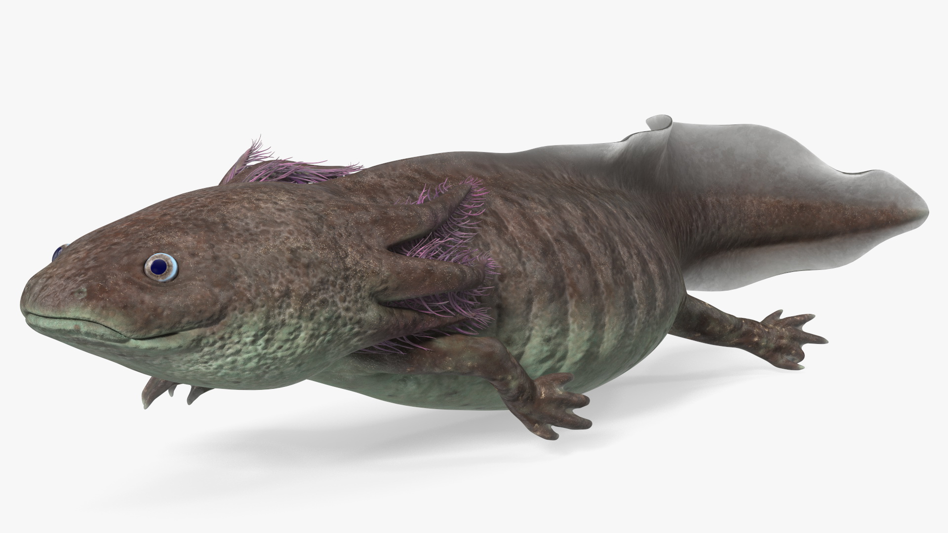 Mexican Brown Axolotl Rigged for Maya 3D